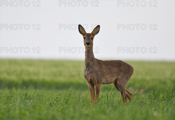 European roe deer