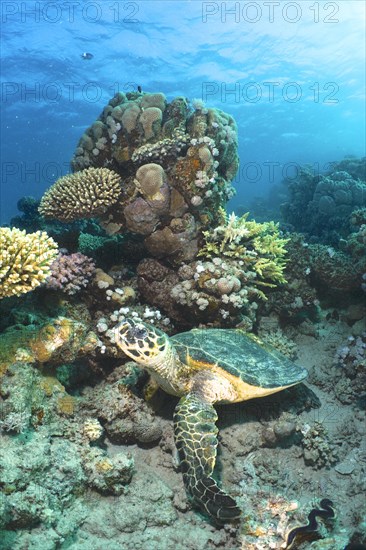 Hawksbill sea turtle