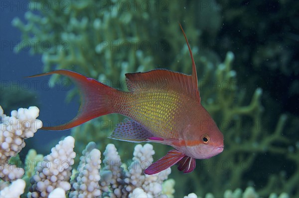 Male sea goldie