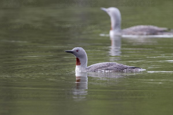 Red-throated diver