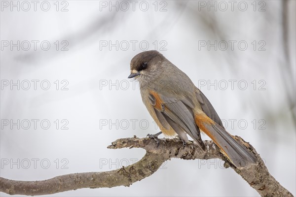 Siberian jay