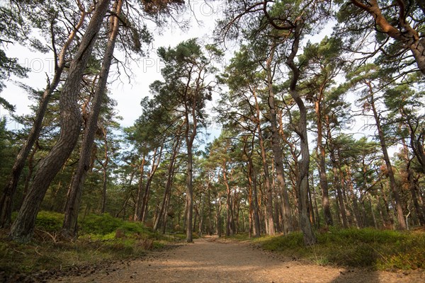 Hiking trail in the Darss primeval forest