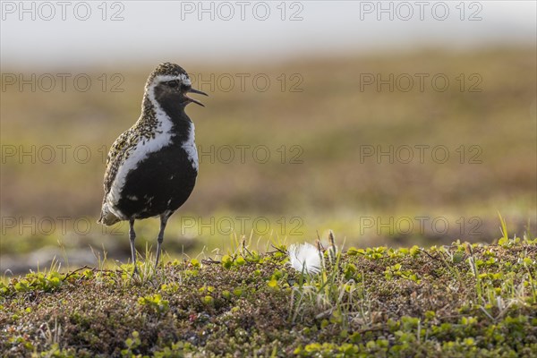 European golden plover