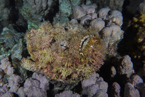 Reef stonefish