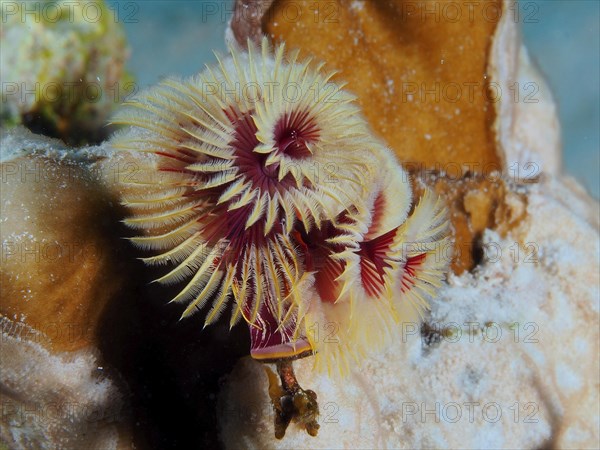 Yellow Christmas tree worm