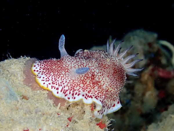 Colouring Chromodoris