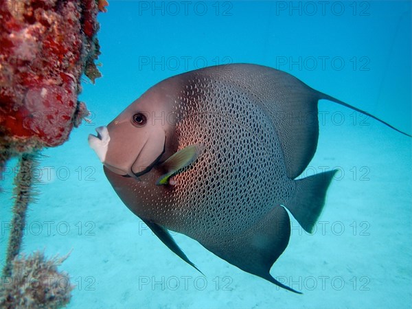 Gray angelfish