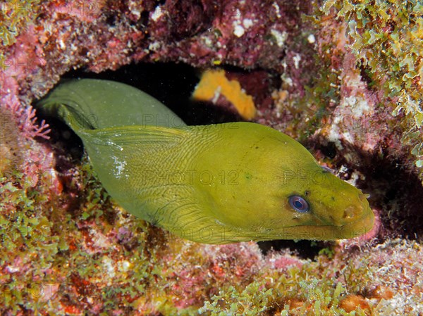 Green moray