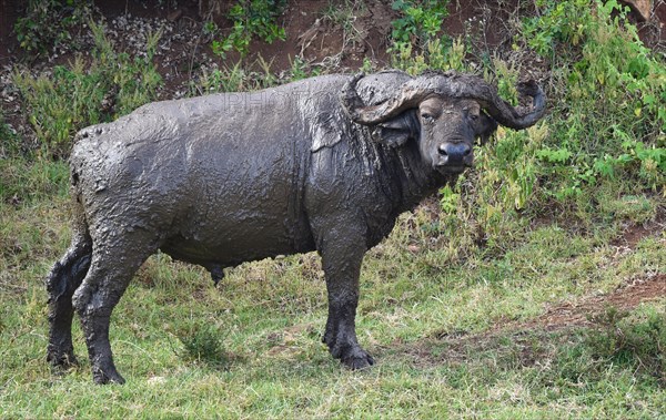 African buffalo