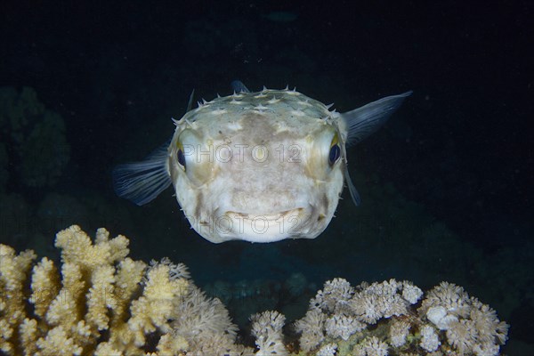 Portrait of spotbase burrfish