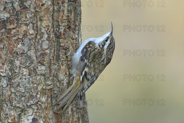 Eurasian treecreeper