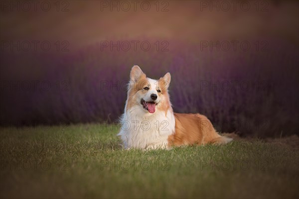 Welsh Corgi Pembroke dog beautifully posing on a lavender field between paths. Lavender field in Poland