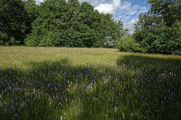 Spotted moorland spotted orchid