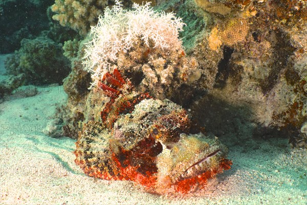 A tassled scorpionfish