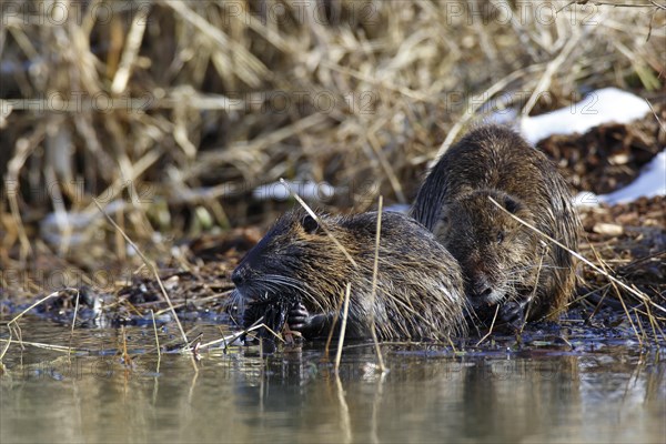 Nutria