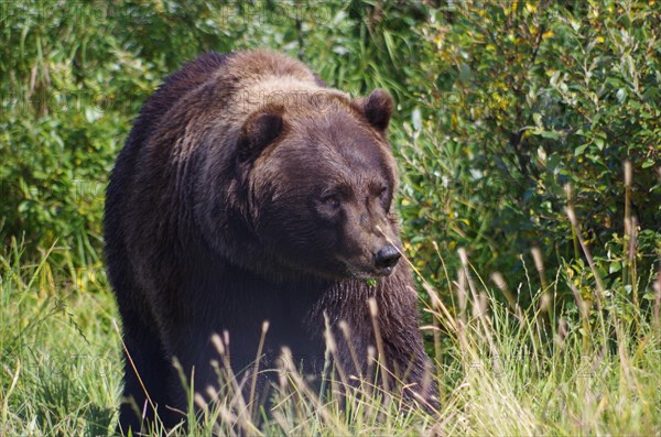 Brown bear