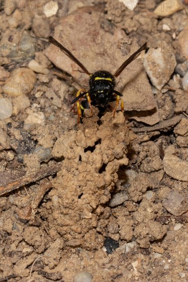 Common chimney wasp with open wings sitting on breeding tube looking from the front