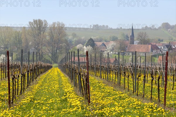 Vineyard with flowering dandelion