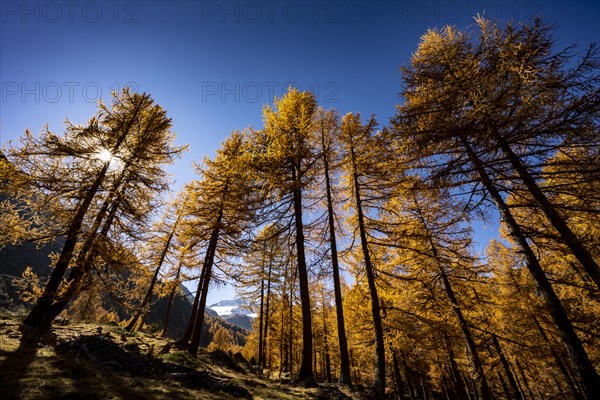 Autumn larches