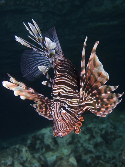 Portrait of pacific red lionfish