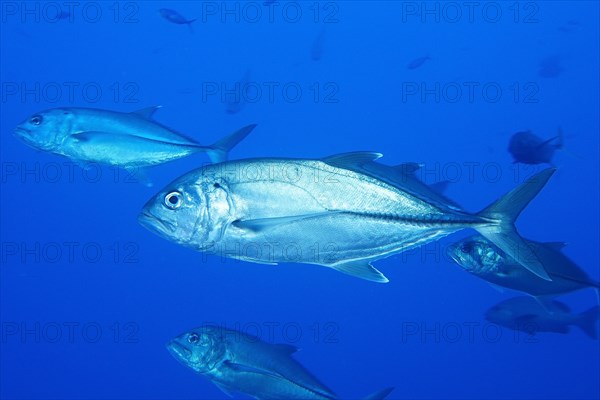 Bigeye mackerel