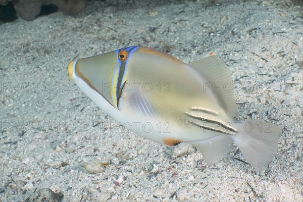 Arabian arabian picasso triggerfish