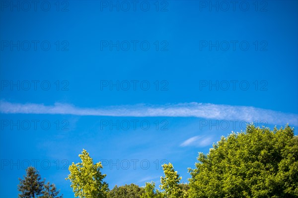 Part of a tree in a garden is in view