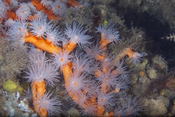 Orange tree coral