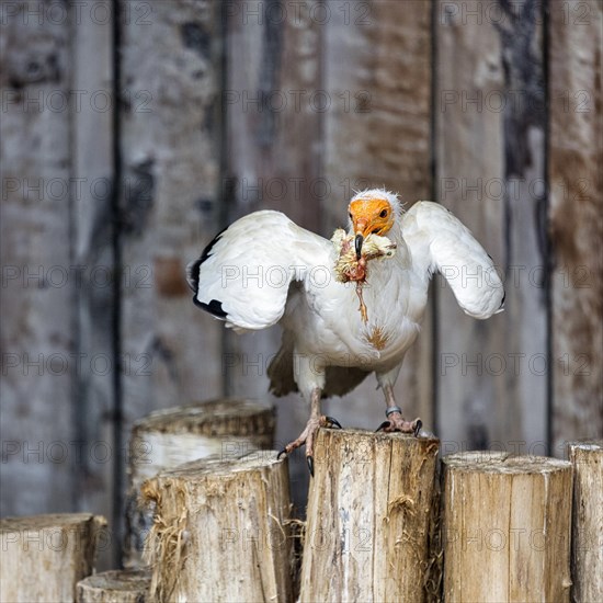 Egyptian vulture