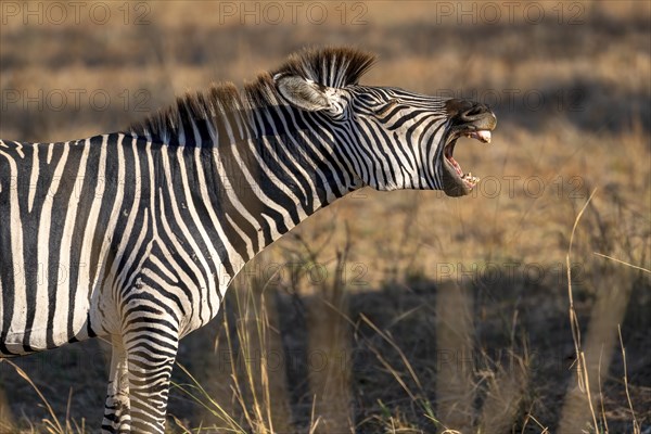 Plains Zebra of the subspecies crawshay's zebra