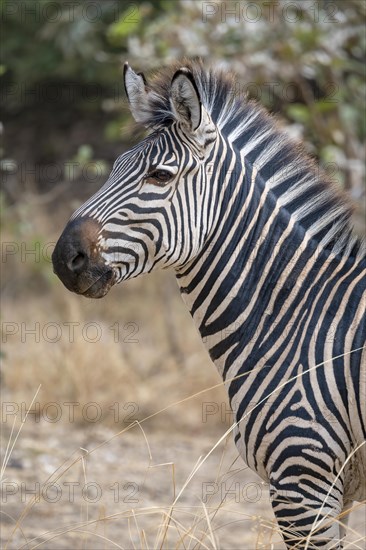 Plains Zebra of the subspecies crawshay's zebra