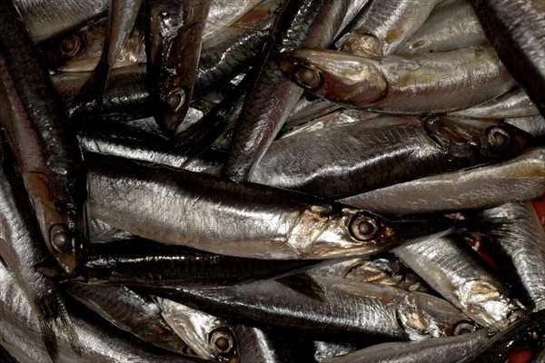 Anchovies