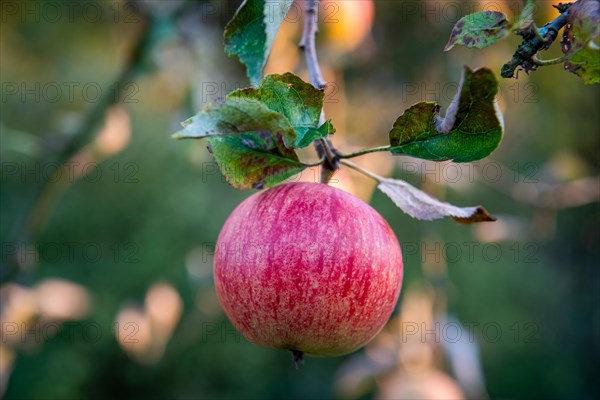 Ripe red apple