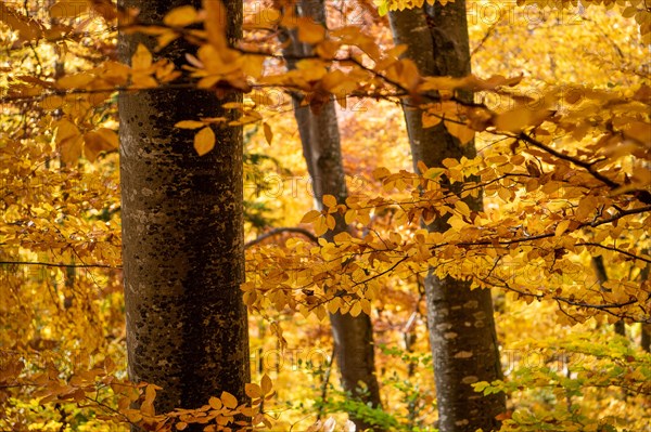 Autumn forest