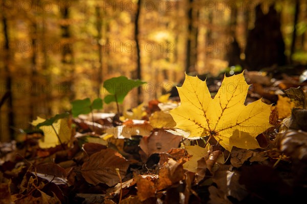 Yellowish coloured maple leaf