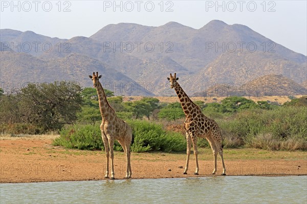 Southern giraffe