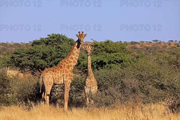 Southern giraffe
