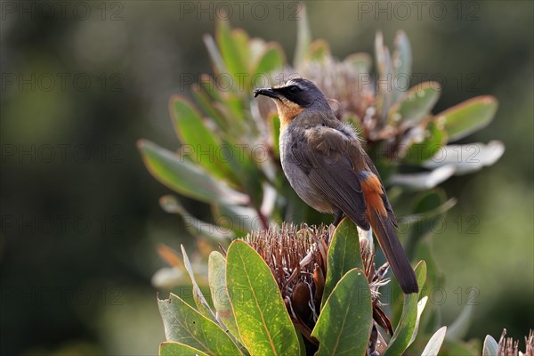 Cape robin-chat