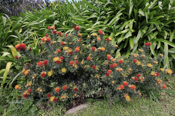 Pincushion Protea