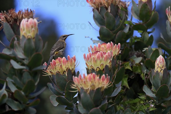 Protea aristata