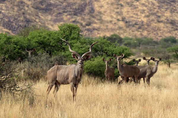 Zambezi greater kudu