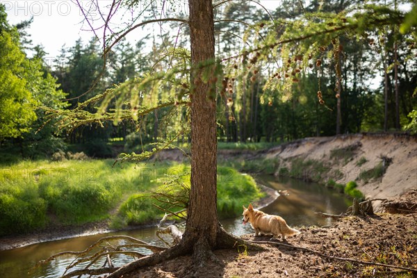 A Pembroke Welsh Corgi stands over a high cliff that drops right into a bend in the river. Poland