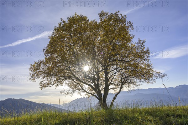 Meadow and single tree in the backlight