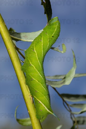 Evening peacock caterpillar hanging on stalk with green leaves feeding looking up against blue sky