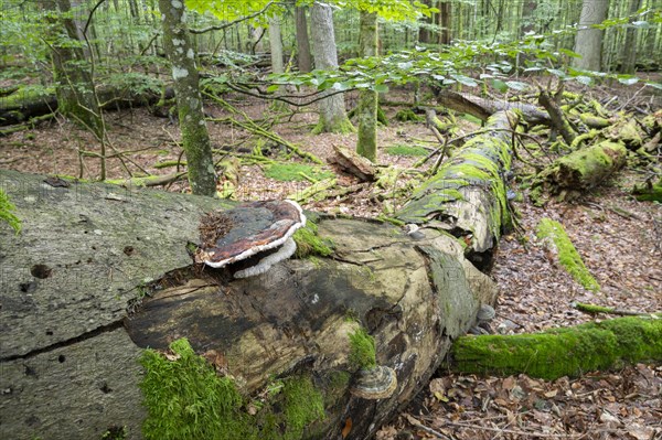 Dead copper beech