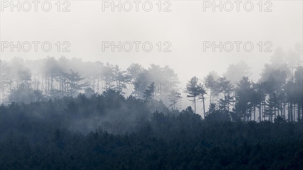 Clouds of mist in the forest