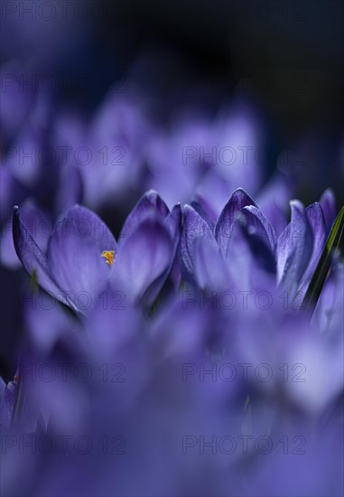 Purple spring crocus