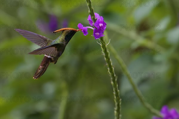 Rufous-crested Coquette