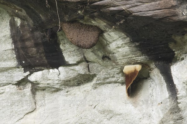 Swarm of himalayan giant honey bee