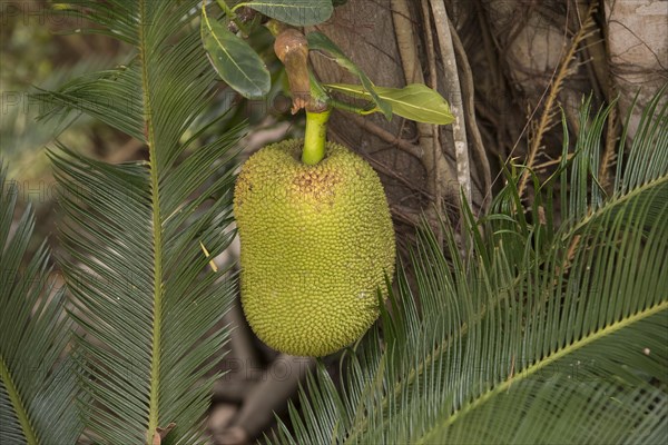 Jackfruit tree